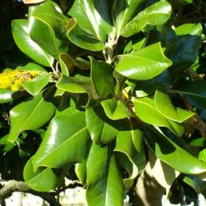 'Southern Seedling' Southern Magnolia