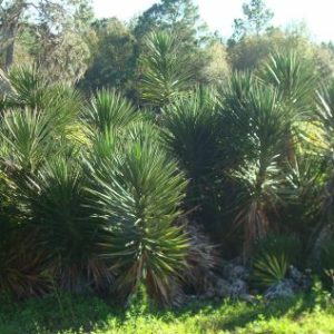 Spanish Bayonet