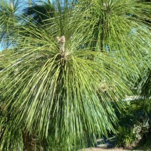 Longleaf Pine