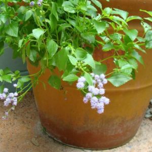 Beach Mistflower