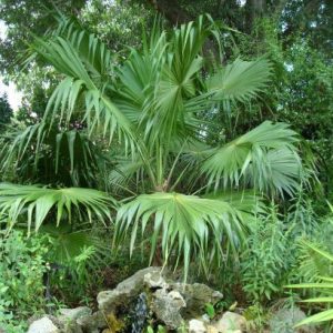 Florida Thatch Palm