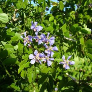 Lignum Vitae