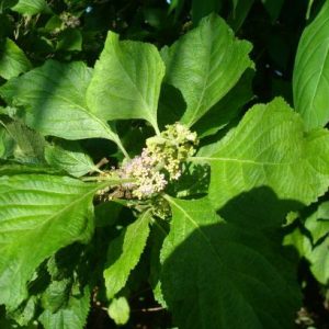 Beautyberry