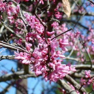 Eastern Redbud