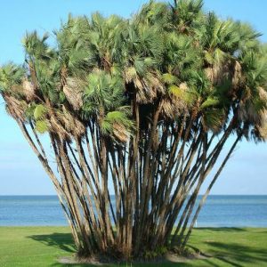 Paurotis Palm