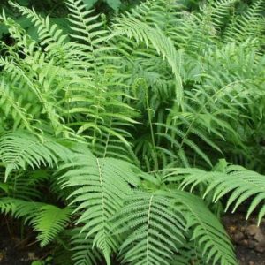 Southern Shield Fern