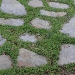 Dichondra (Pony's Foot)