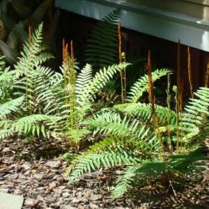 Cinnamon Fern