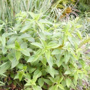 False Nettle