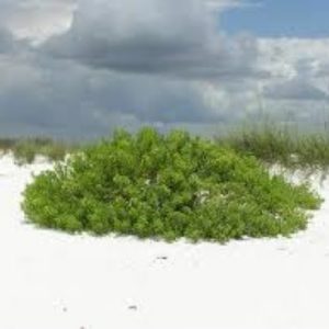 Beach Elder
