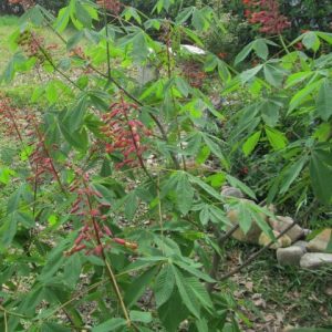 Red Buckeye