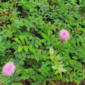 Sunshine Mimosa