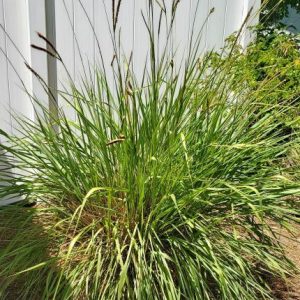 Fakahatchee Grass