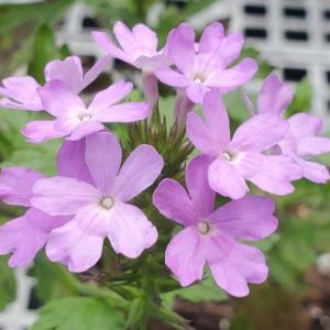 Tampa Verbena