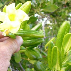 Coastal Allamanda