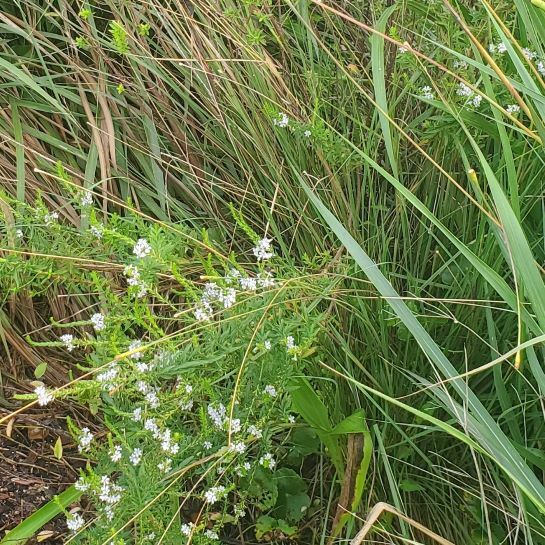 Winged Loosestrife
