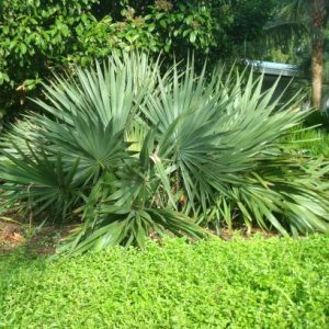 Dwarf Palmetto
