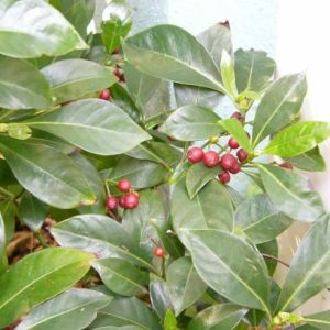 Bahama Coffee
