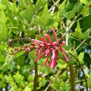 Coral Bean