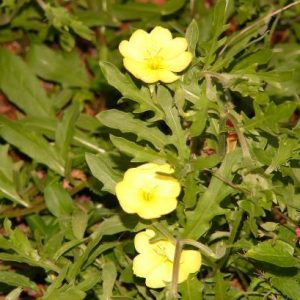Cutleaf Primrose