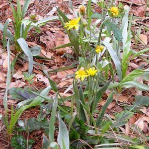 Silkgrass
