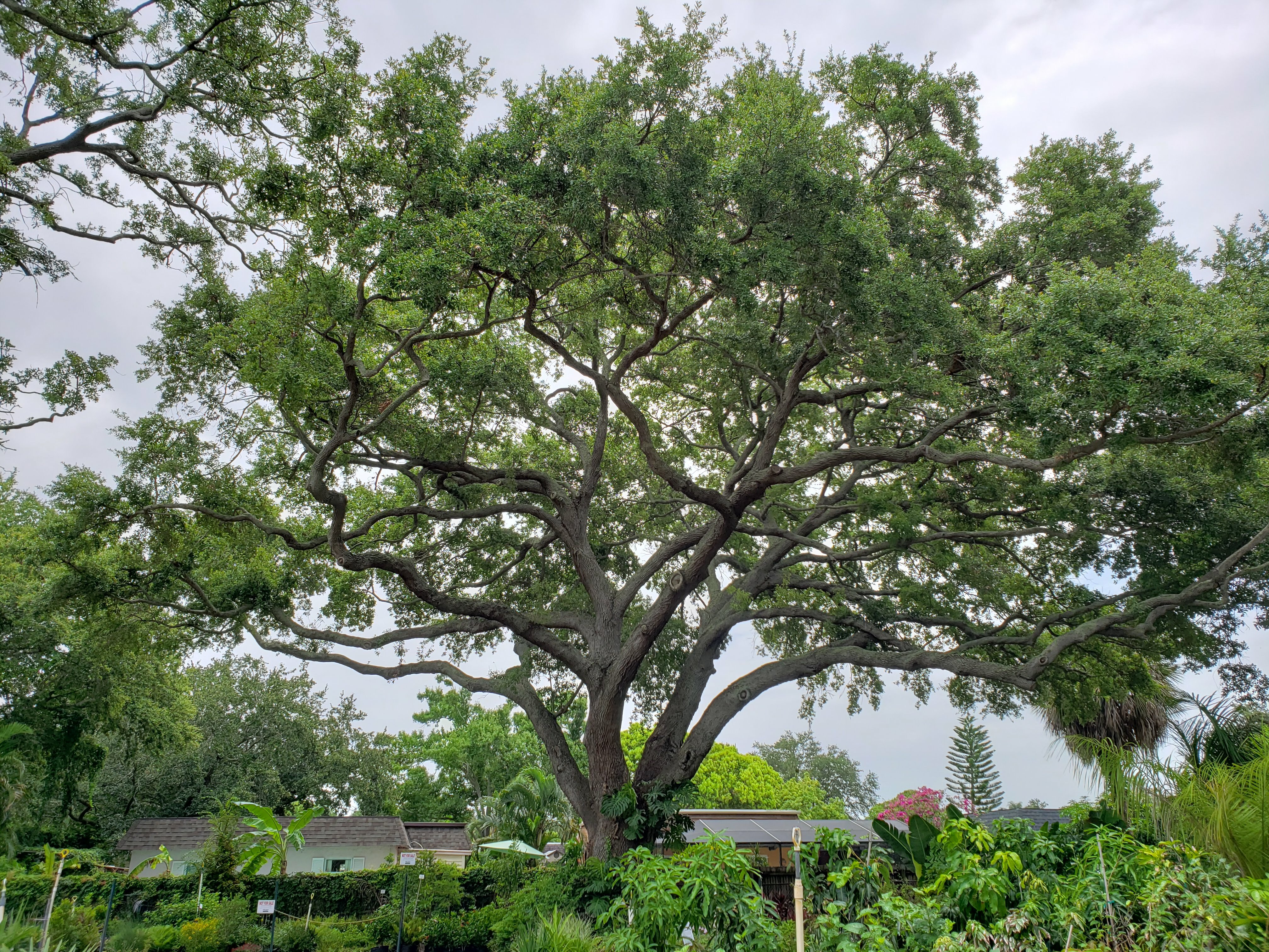 Native Trees