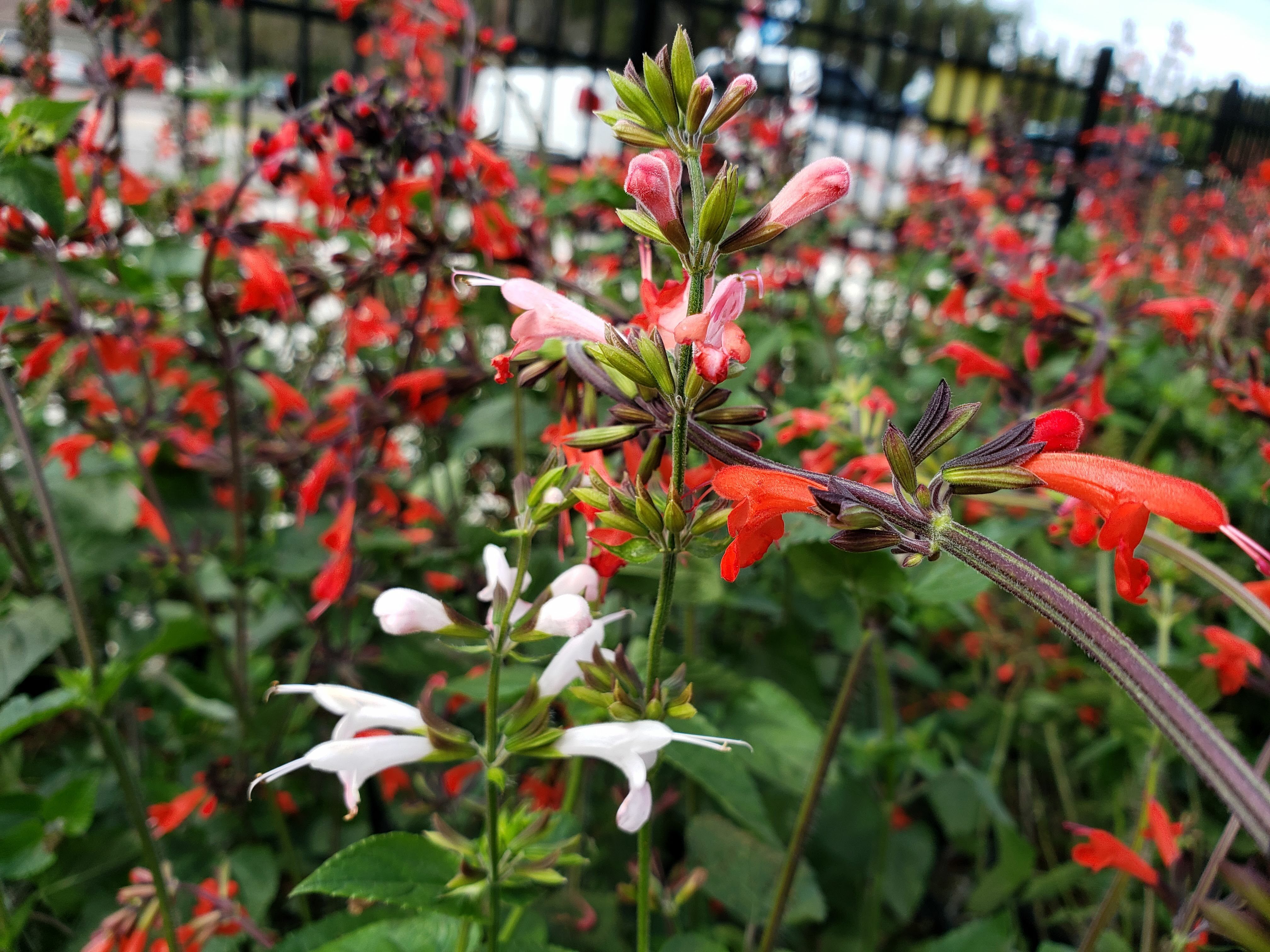 Native Wildflowers