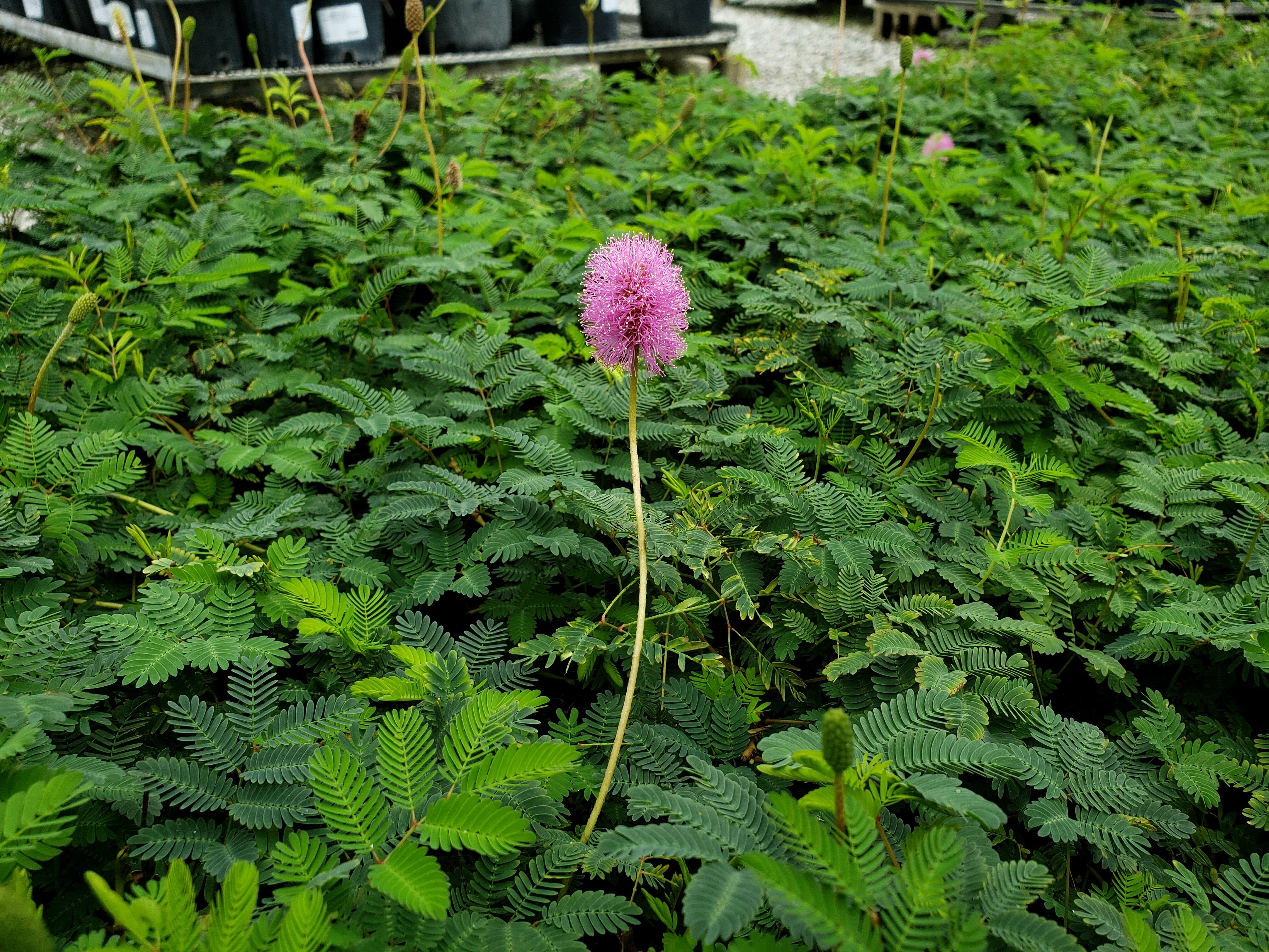 Native Groundcovers