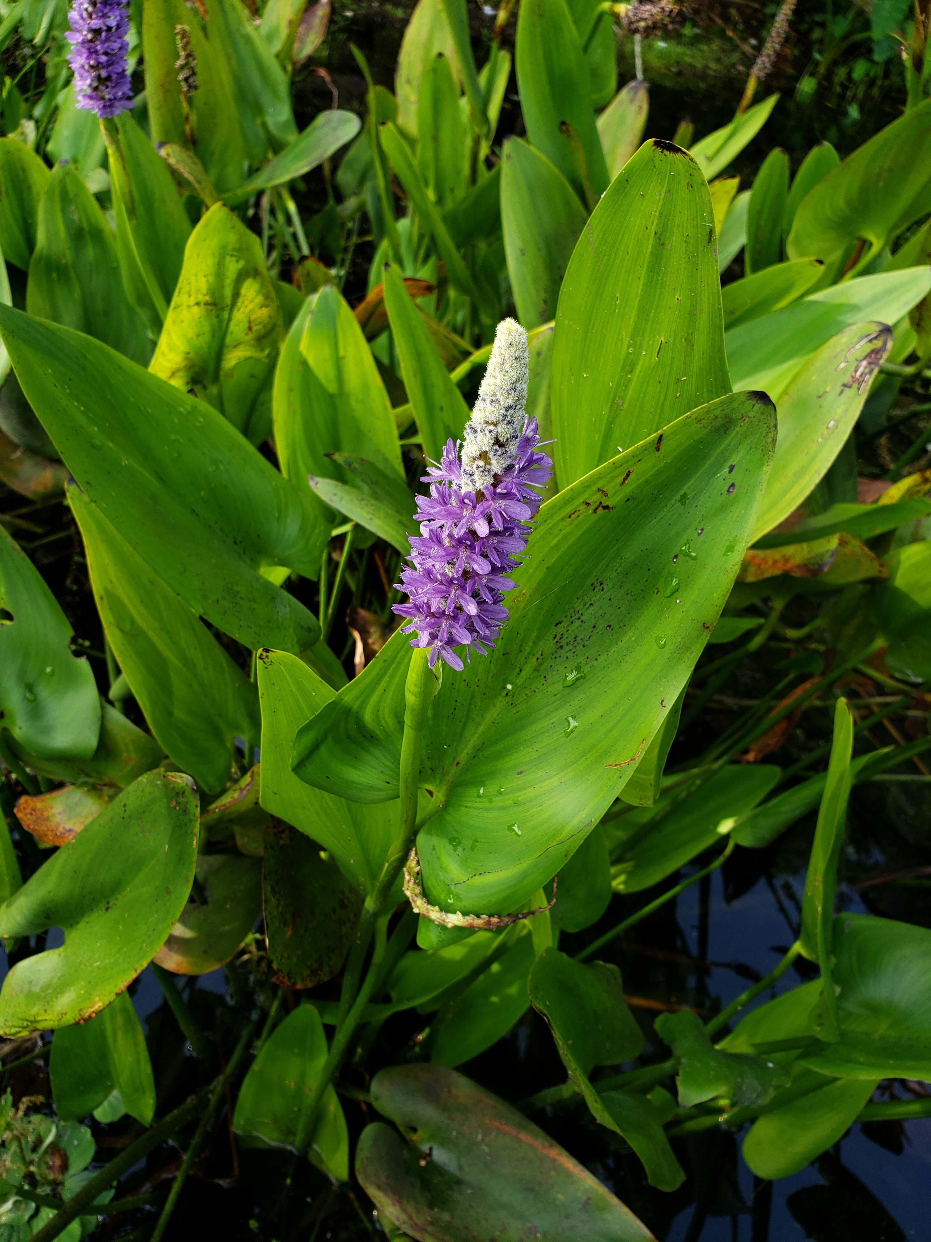 Native Aquatic, Emergent & Wetland Plants