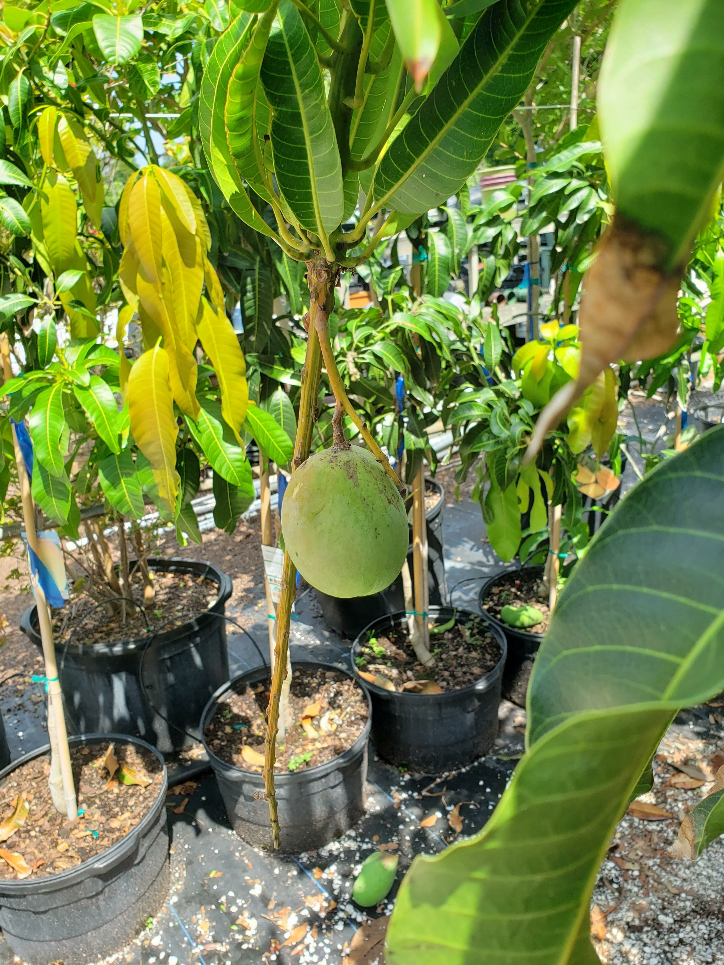 Fruits