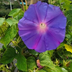 Ocean Blue Morning Glory