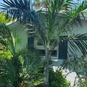 Buccaneer Palm