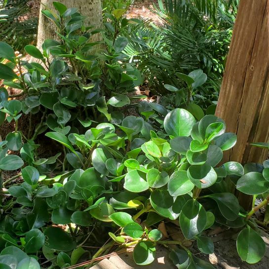 Florida Peperomia (P. obtusifolia)