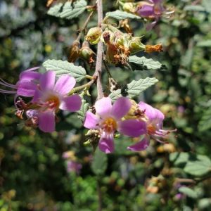 GrayLeaf (Teabush)