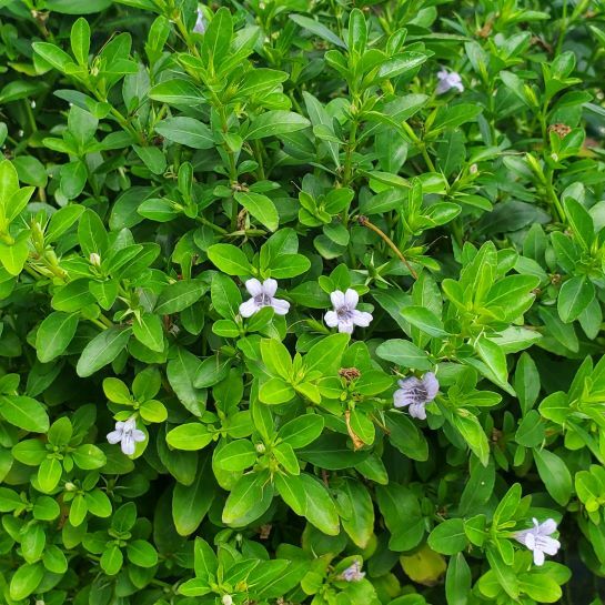 Hammock Twinflower