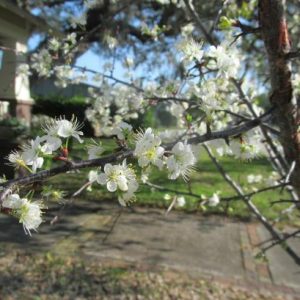 Chickasaw Plum