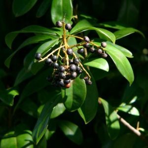Marlberry