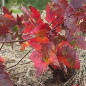 Red Maple