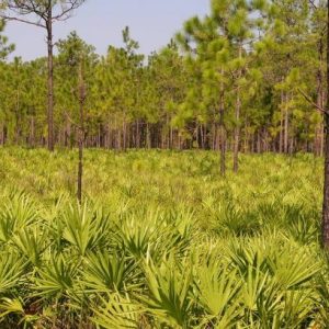 Green Saw Palmetto
