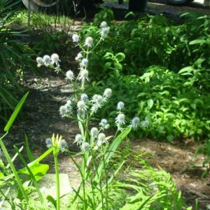 Blueflower Eryngo (Blue Eryngium)