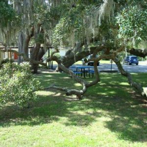 Sand Live Oak