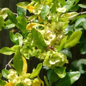 Varnishleaf