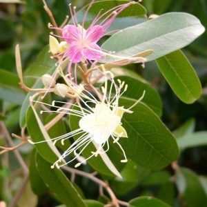 Jamaican Caper