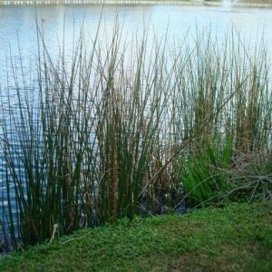 Bulrush
