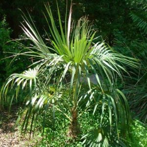 Florida Silver Palm