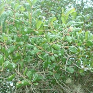 Myrtle Oak
