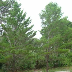 Sand Pine
