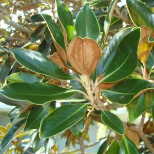 'Little Gem' Southern Magnolia