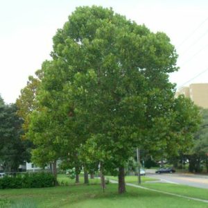 Sycamore