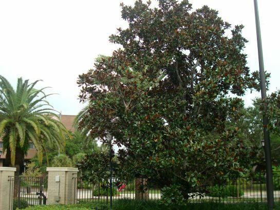 'DD Blanchard' Southern Magnolia